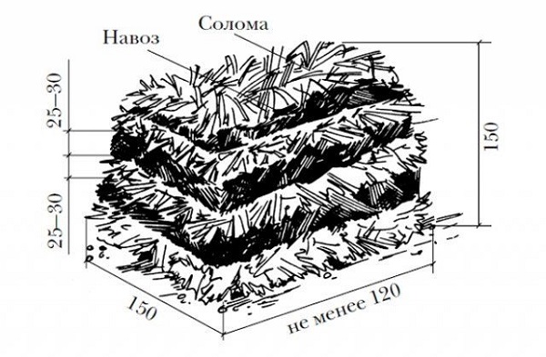 Выращивание грибов в домашних условиях: главные особенности и инструкция для новичков