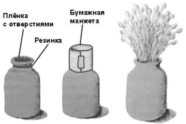 Выращивание грибов в домашних условиях: главные особенности и инструкция для новичков